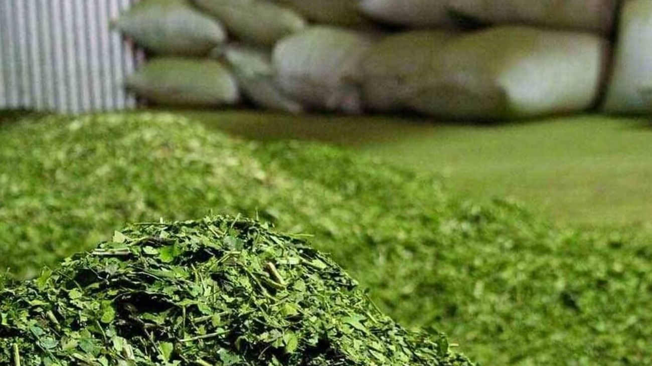AFIP eliminó trabas en la cadena de comercialización de la yerba mate, para impulsar su comercio