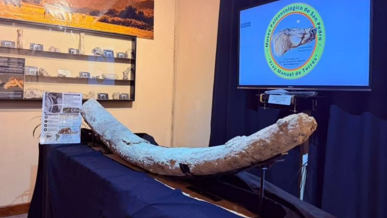 Descubrieron en San Pedro el colmillo completo de mastodonte más largo documentado en Sudamérica
