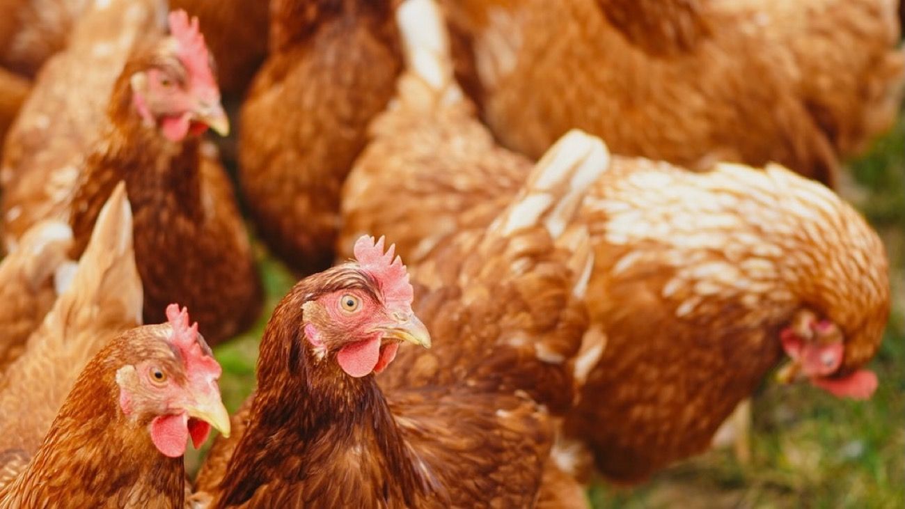 Cada vez más empresas argentinas compran huevos de gallinas libres de jaulas
