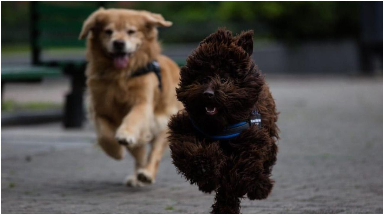 Titán y Brownie: el primer equipo de perros de asistencia judicial del país