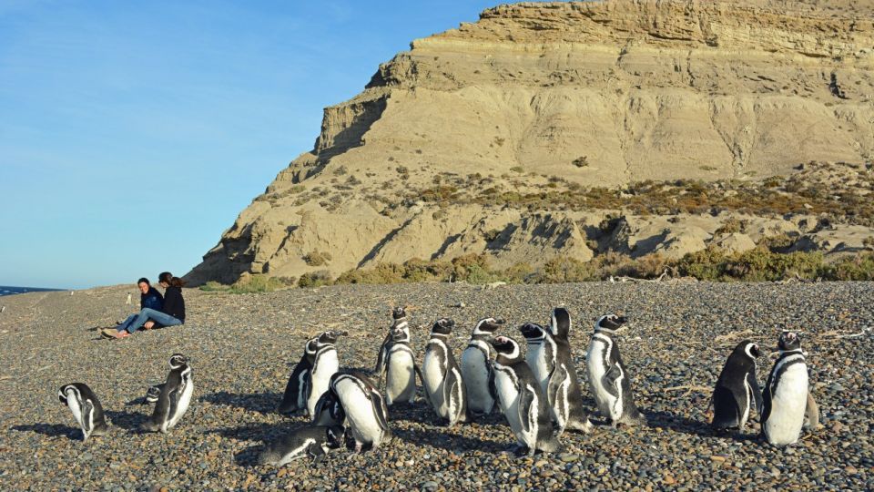 21 cosas que hay que saber de los Pingüinos Magallanes de Punta Tombo