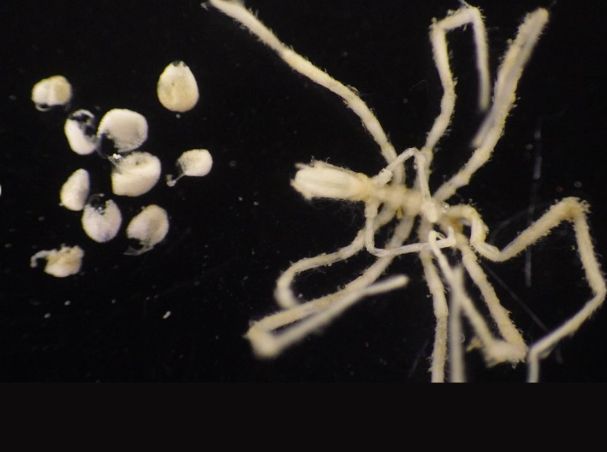 Descubren arañas marinas que se alimentan de bacterias que consumen metano en el fondo del océano
