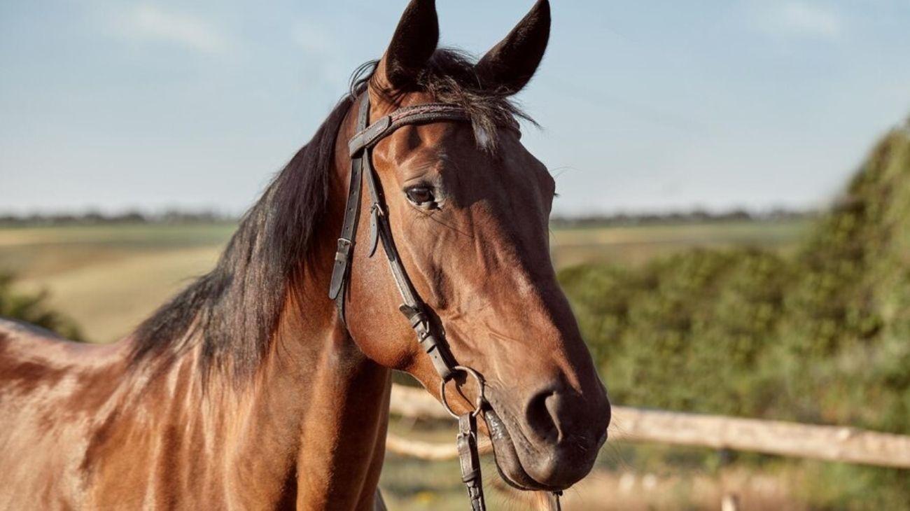 Encefalomielitis equina: comenzaron a distribuirse las primeras 70 mil dosis