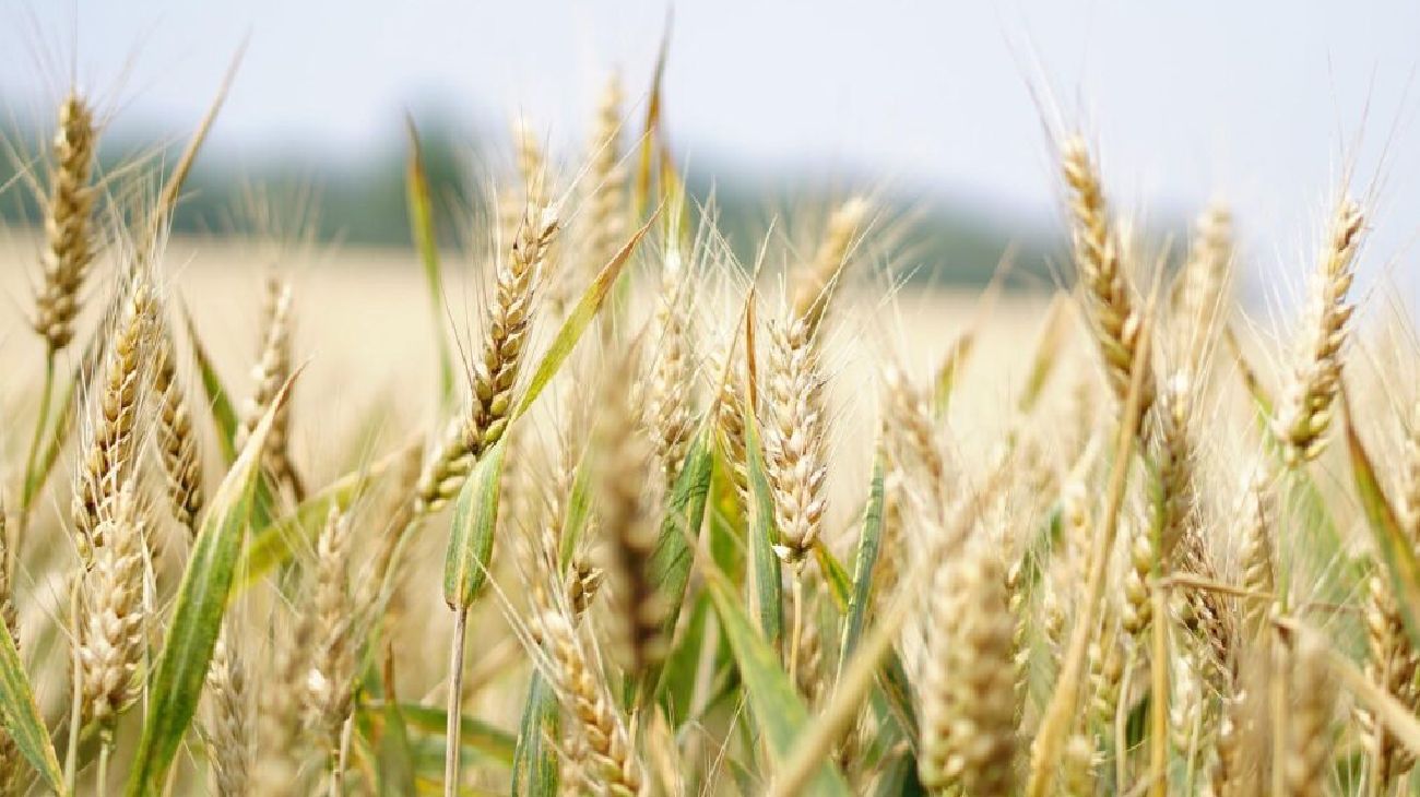 La caída de importaciones de fertilizantes podría generar menor producción de trigo