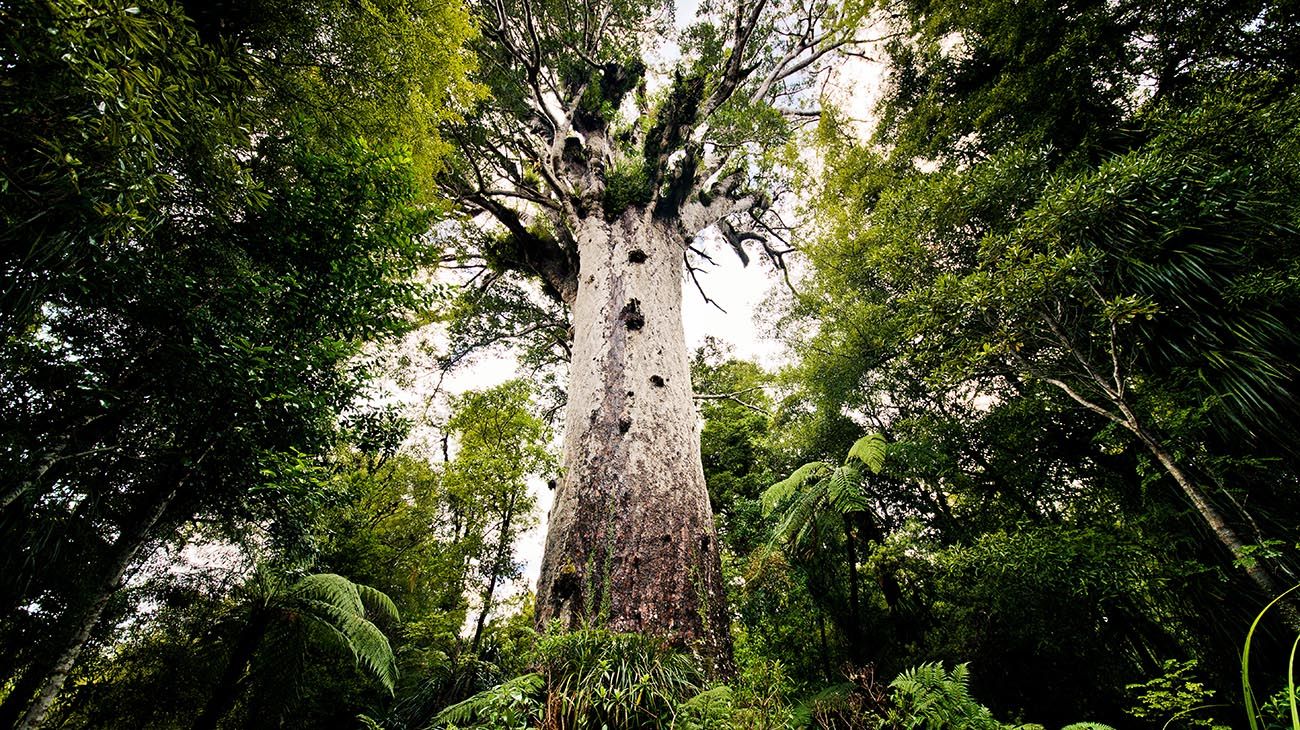 La Antártida fue un tupido y extenso bosque verde