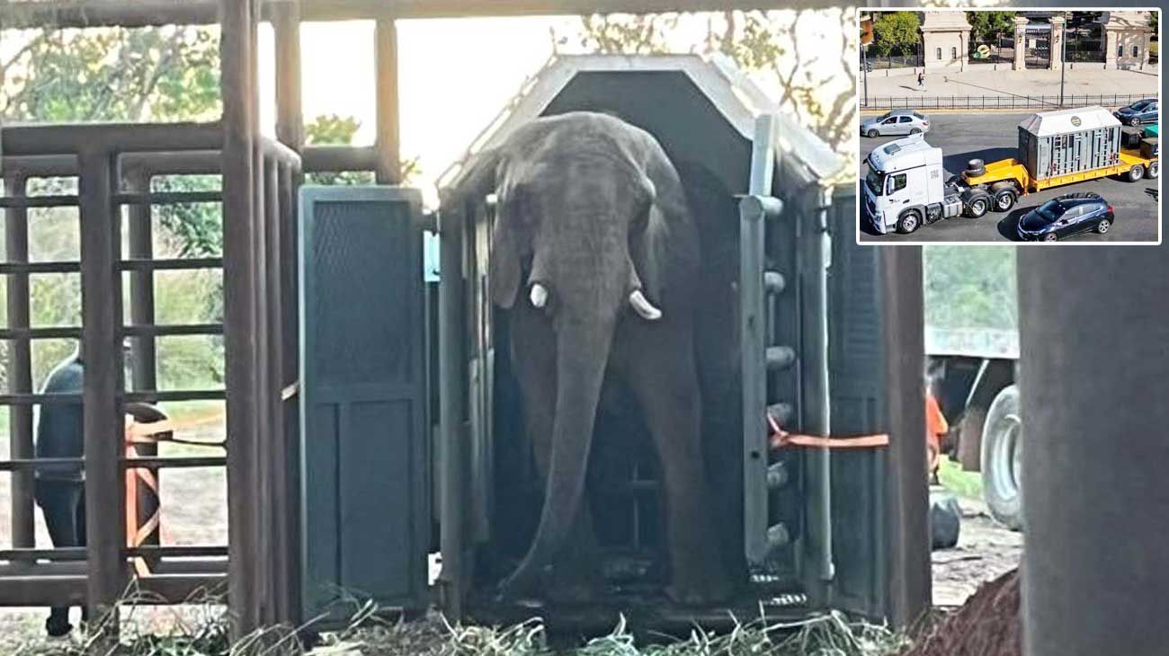 Tras cinco días de viaje, Pupy llegó al Santuario de Elefantes de Brasil