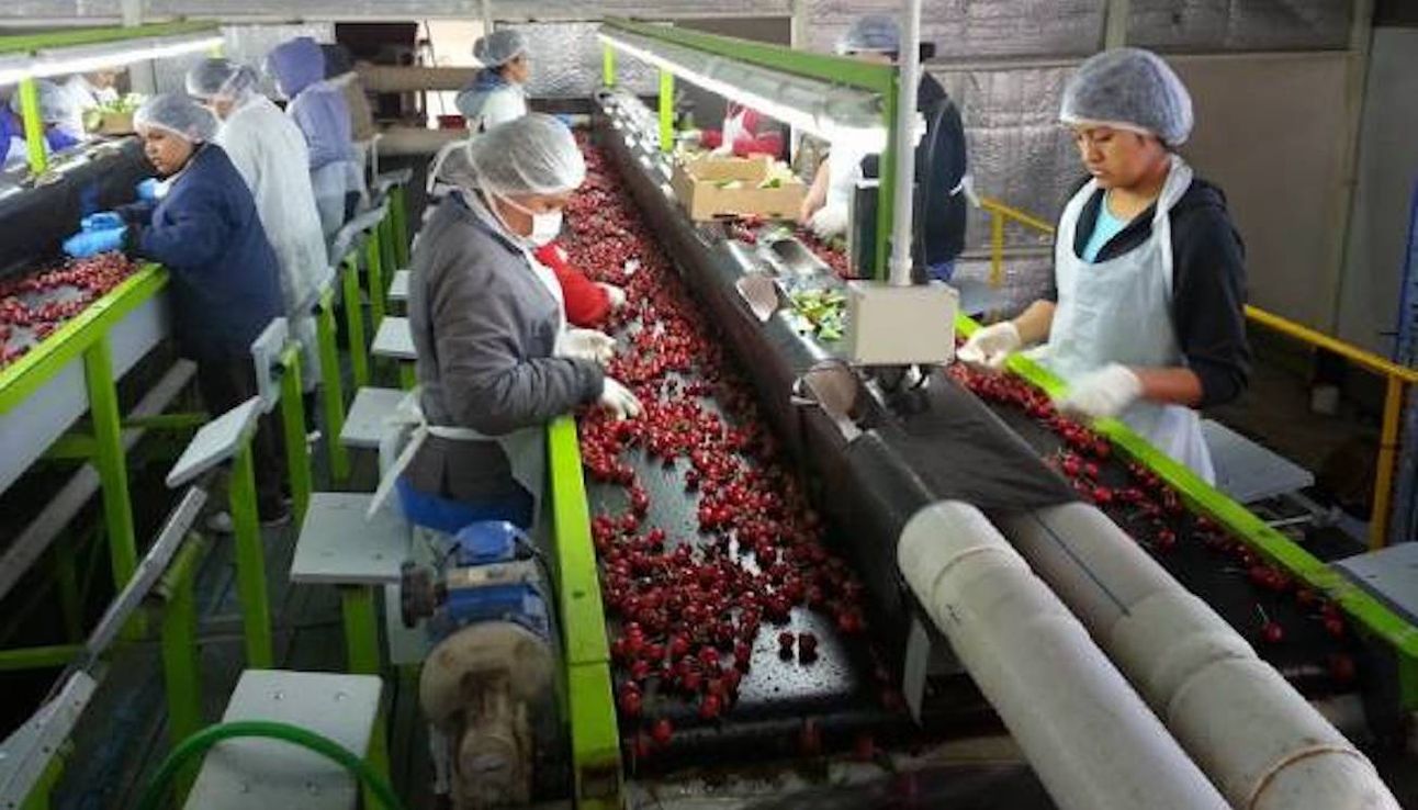 "Las cooperativas son claves para un sistema agroalimentario más justo"