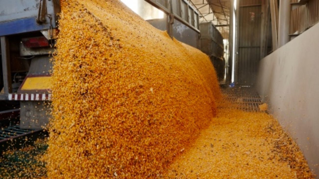 La liquidación de dólares del campo se derrumbó 75% interanual