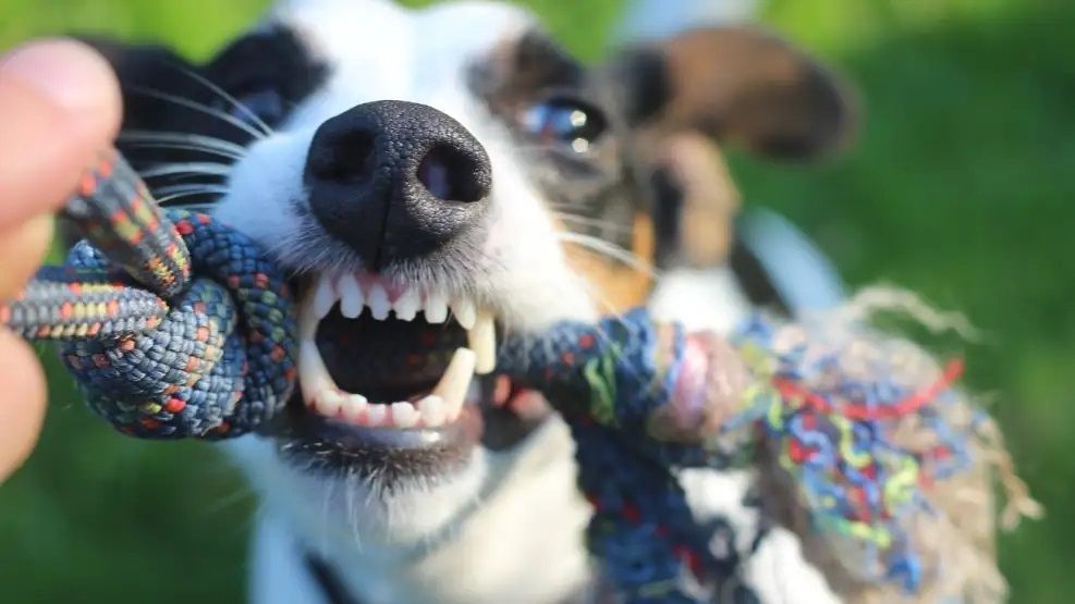Mordeduras de perro: un relevamiento muestra un crecimiento de los casos