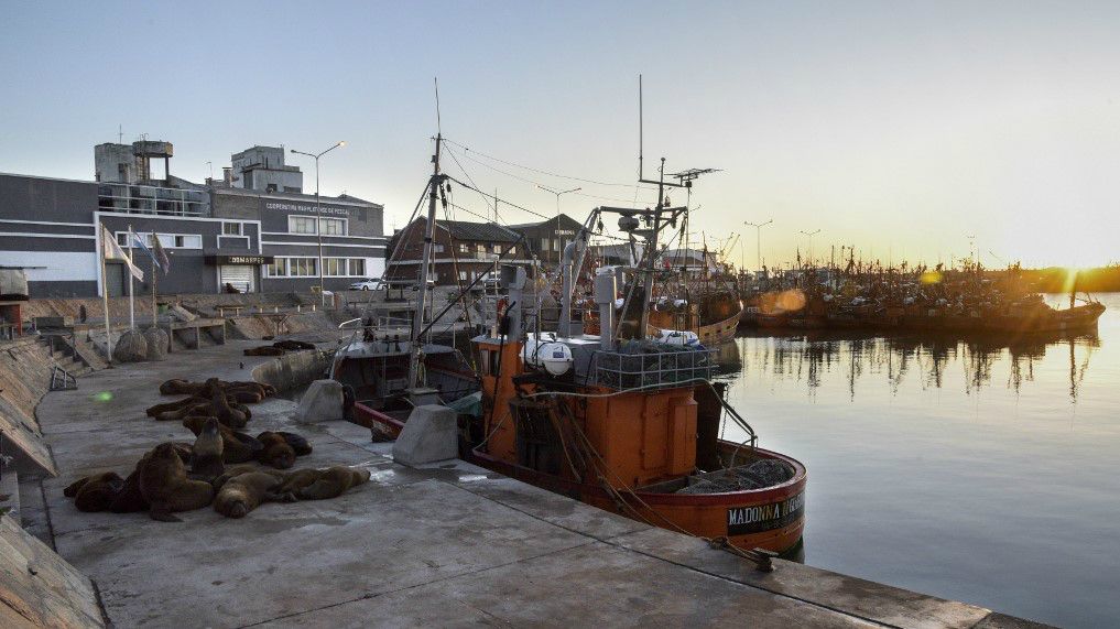FOTOS | Sin turistas, los lobos marinos se sienten los "reyes" de Mar del Plata