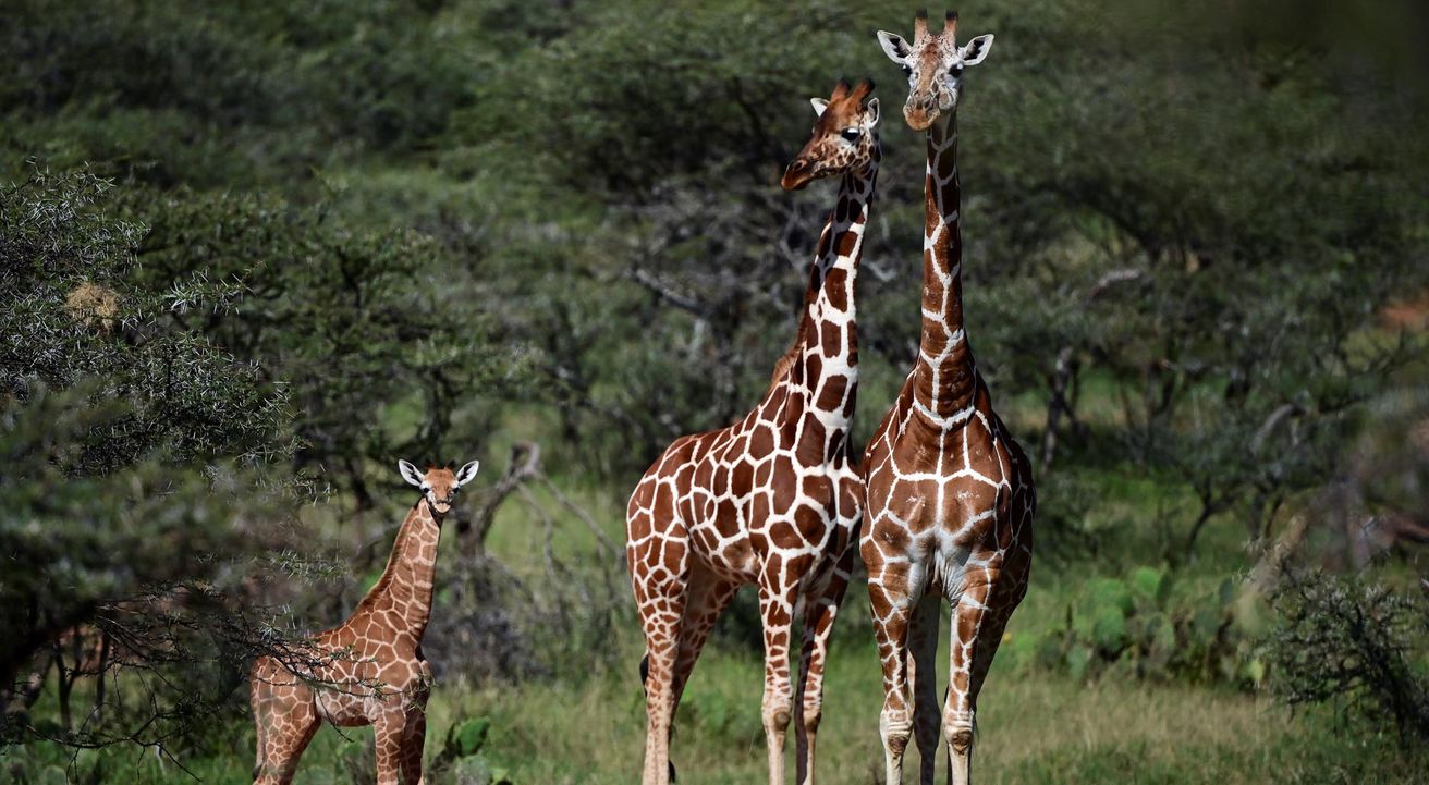 Jirafa reticulada en riesgo de extinción