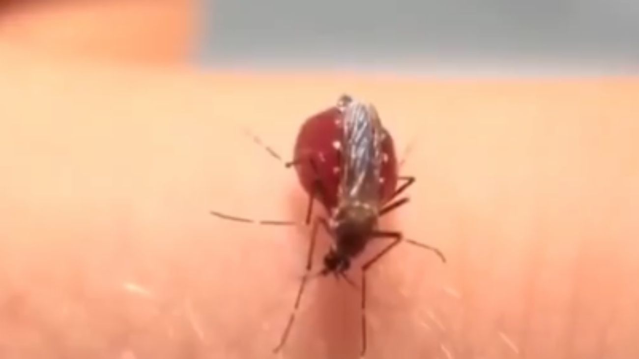 Afirman que la invasión de mosquitos no trae riesgos de dengue y otras enfermedades