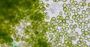 Microalgas nativas para purificar el aire, un invento argentino prometedor para el medio ambiente