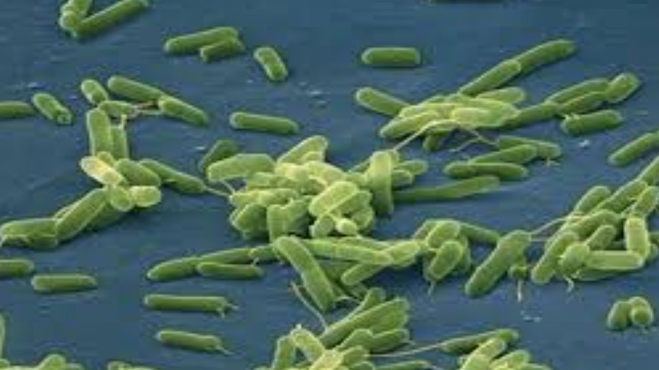 La amenaza de la bacteria carnívora: cómo actúa y qué riesgo representa