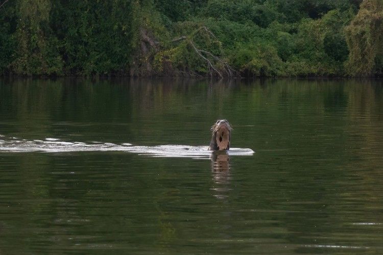 En Chaco se redescubrió una nutria gigante, especie que se creía en extinción