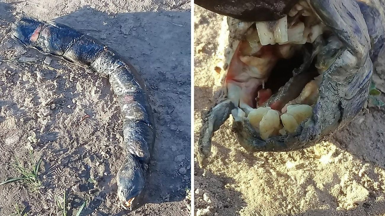 Hallan en Santa Fe un extraño pez con dentadura parecida a la de los humanos