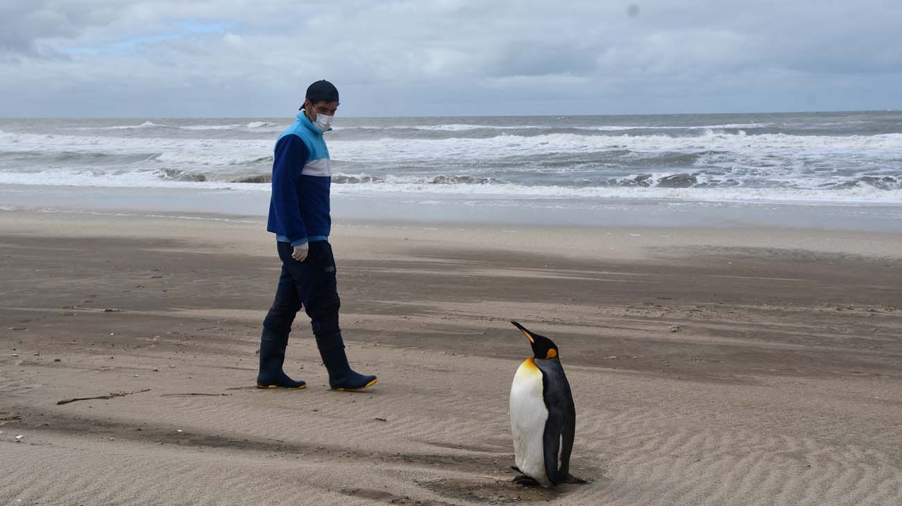 Rescataron un ejemplar de pingüino “Rey” herido, lo rehabilitaron y lo liberaron