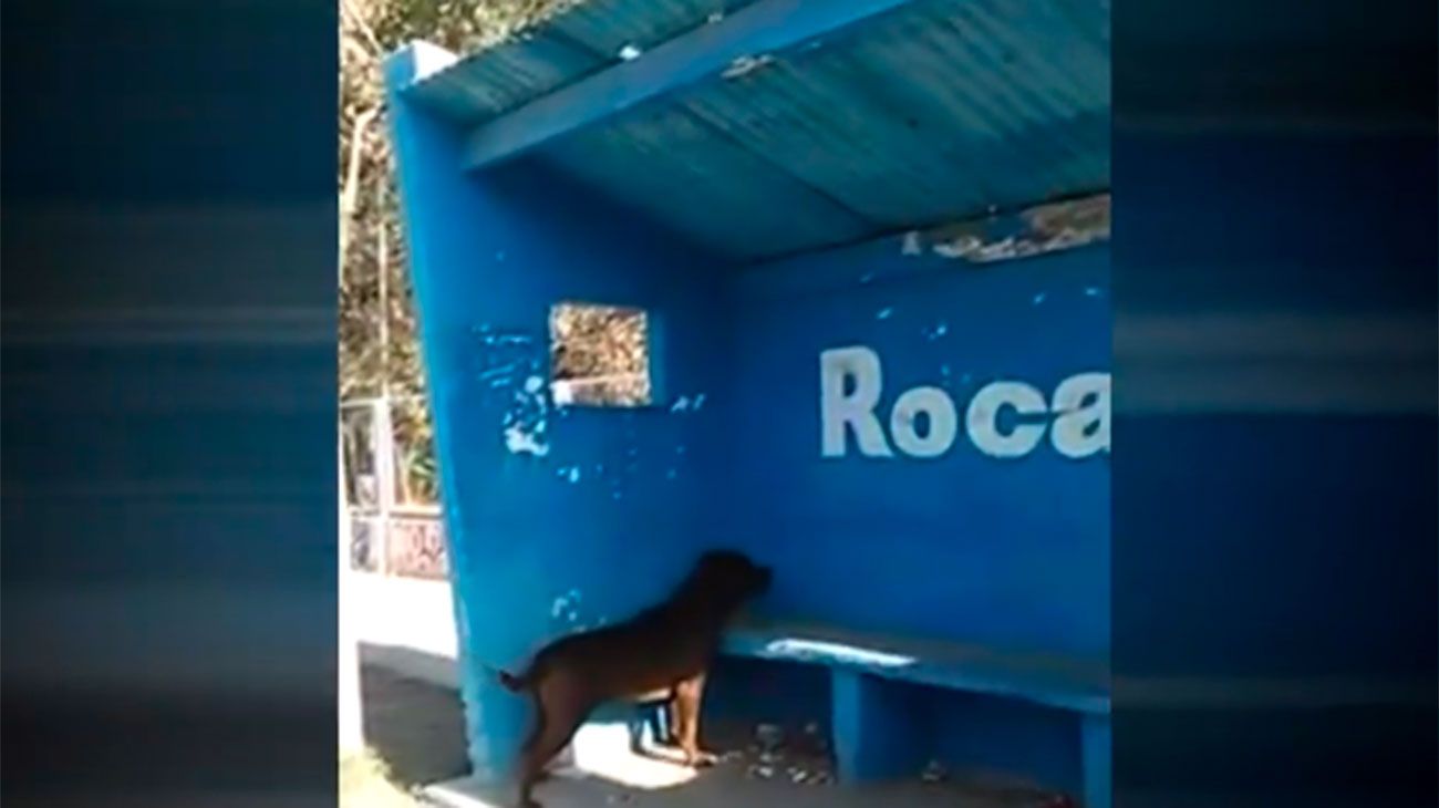 Video: el caso "paranormal" de un perro que estuvo 3 días mirando una pared