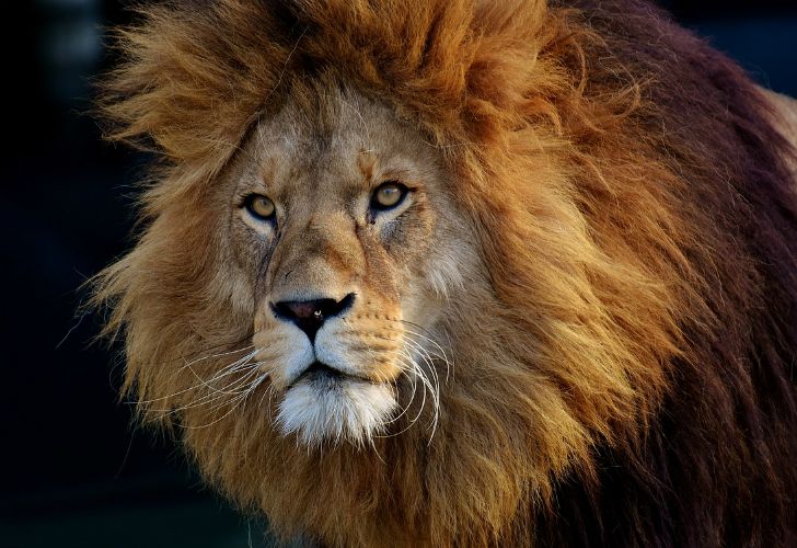 Una manada de leones se comió a un cazador furtivo en Sudáfrica