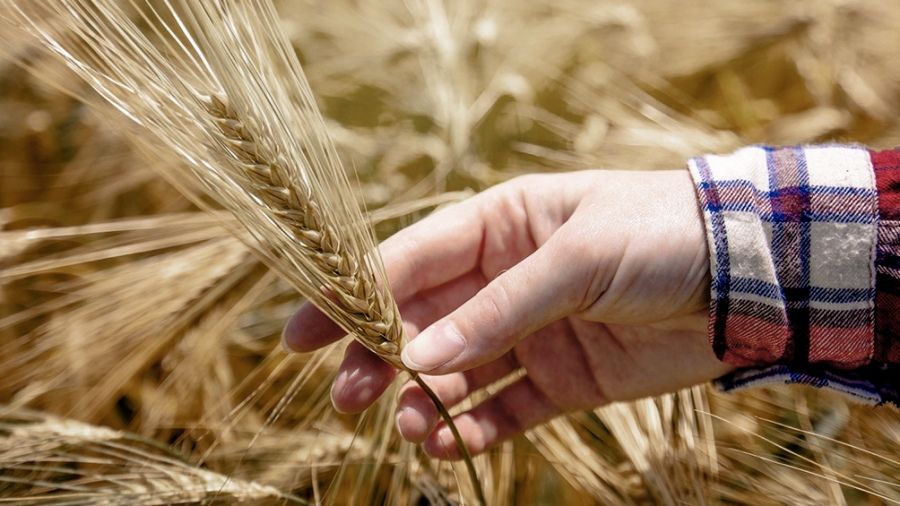 Alternativas de inversión desde $20.000 para ganar con la renta agropecuaria
