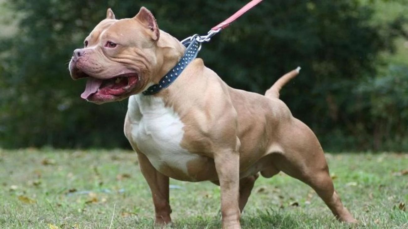 Matan a tiros a un perro pitbull que atacó a 5 vecinos de Morón