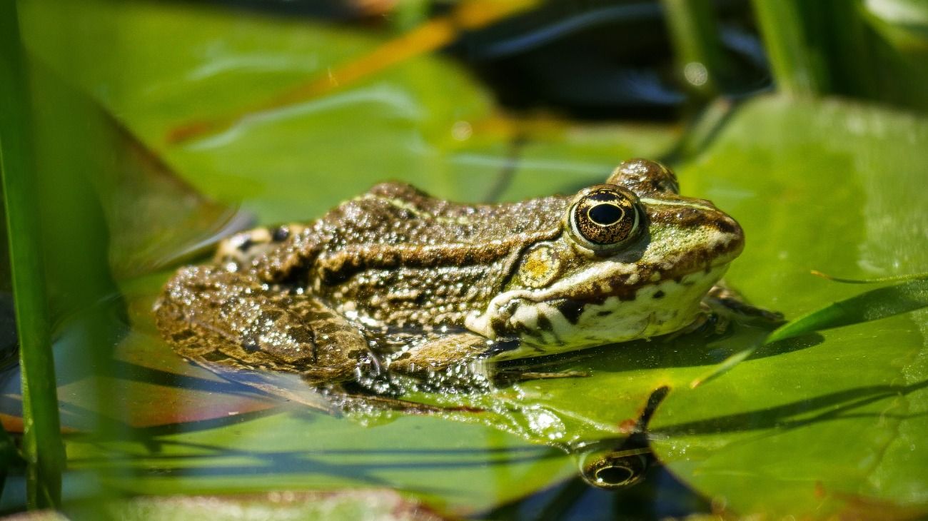Cuando no se entiende el "no": ranas fingen su muerte para evitar a machos acosadores