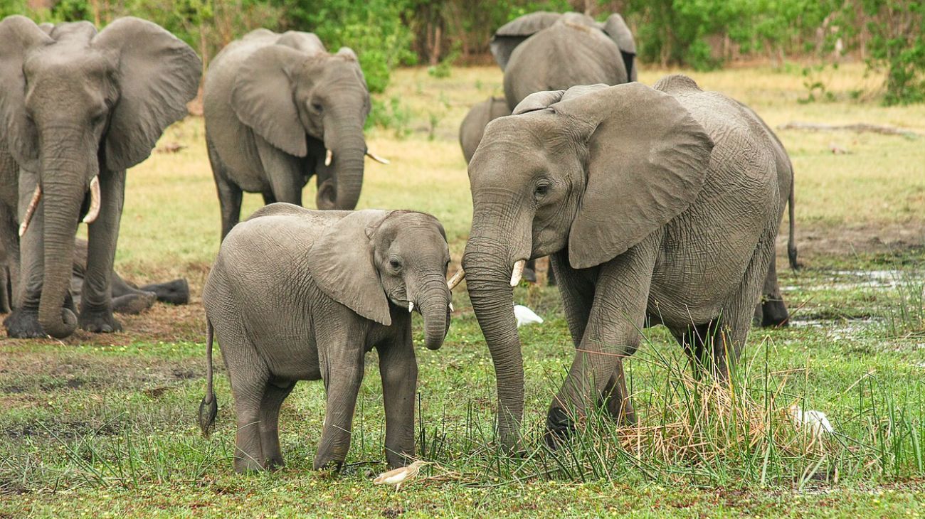 La caza de elefantes en Botswana desata batalla entre campesinos y estrellas de cine