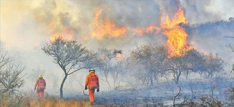 Incendios: biólogas cordobesas alertan por daños irreversibles en la provincia