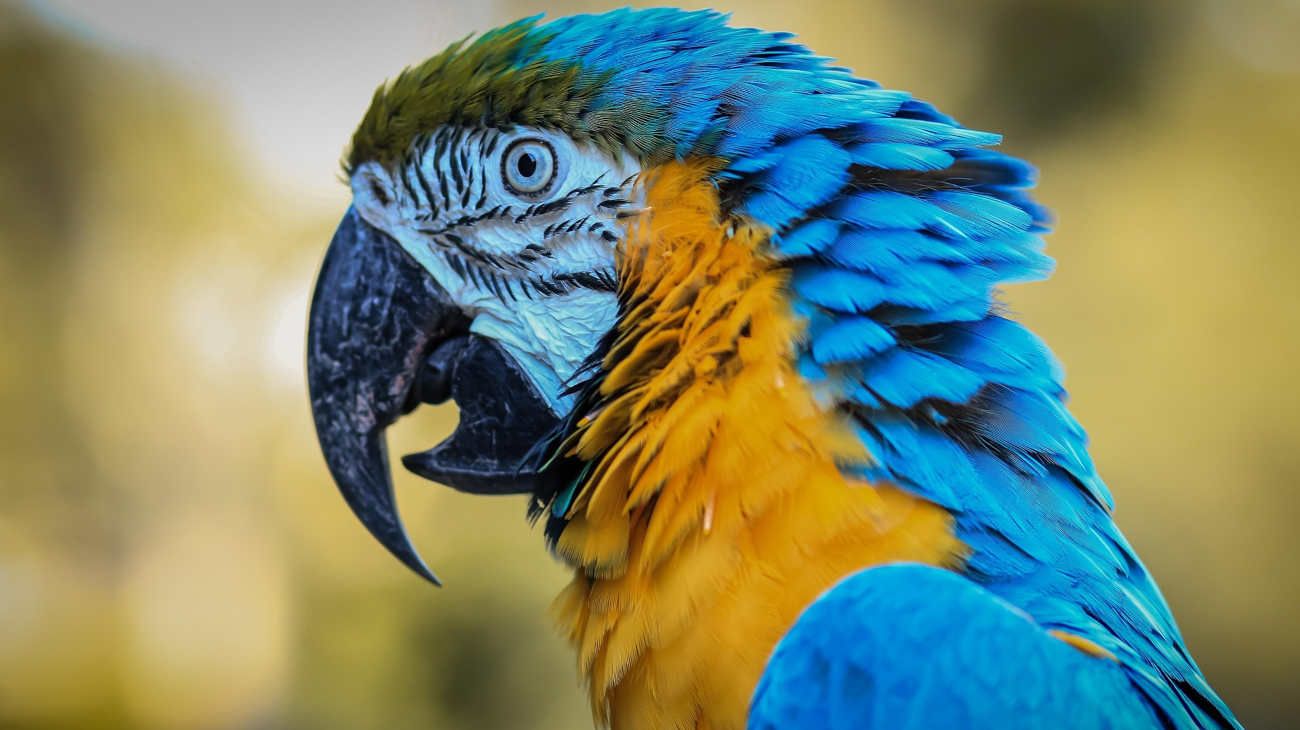 Esquivar el libre mercado con el lenguaje del papagayo