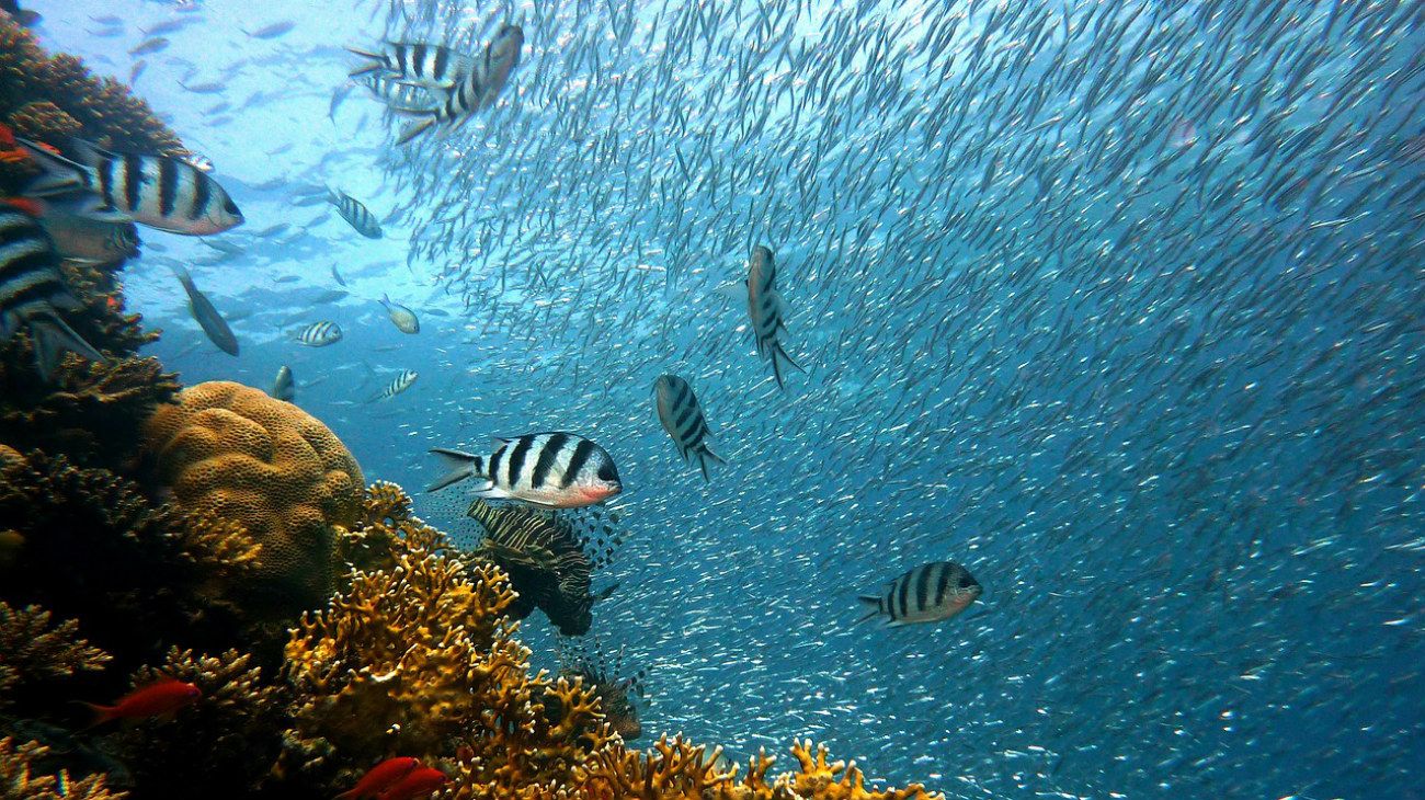 La temperatura de los océanos aumenta a un ritmo cada vez mayor, según estudio