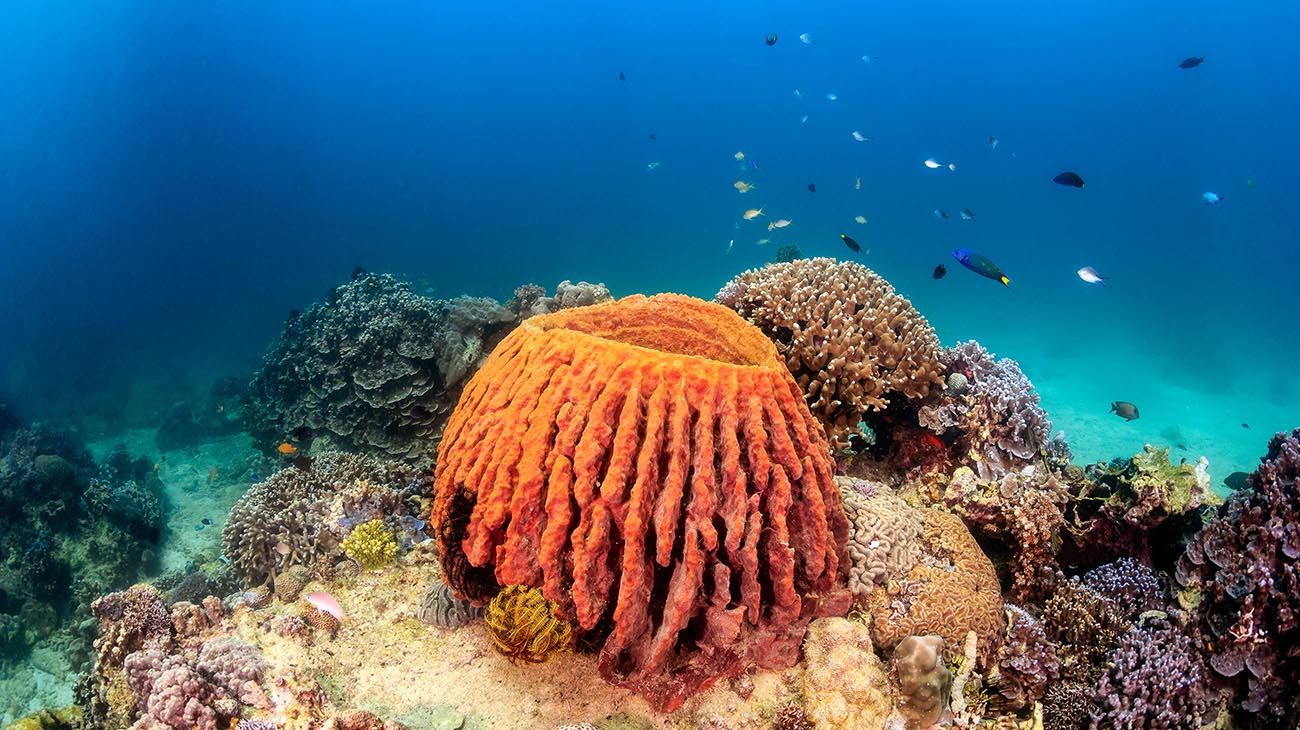 Las esponjas "estornudan" y sus mocos son un alimento poderoso para los peces del arrecife