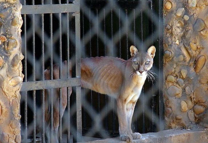 Fotos | Animales de los zoológicos de Venezuela mueren de hambre por la crisis