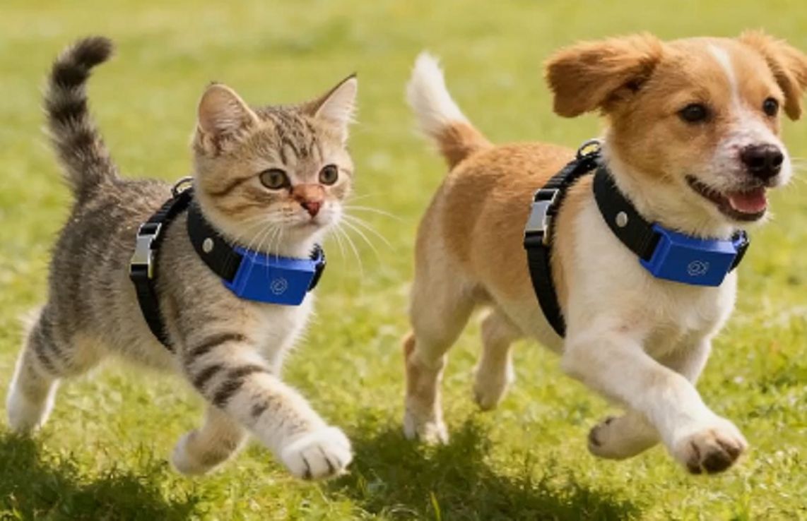 ¿Cómo es el primer collar del mundo que traduce los ladridos y maullidos de las mascotas?