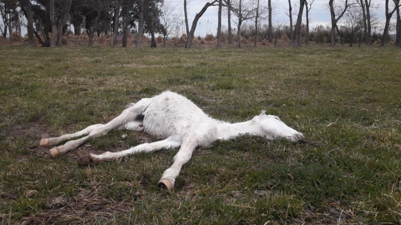 Rescatan 400 caballos desnutridos en un campo: 25 de ellos murieron