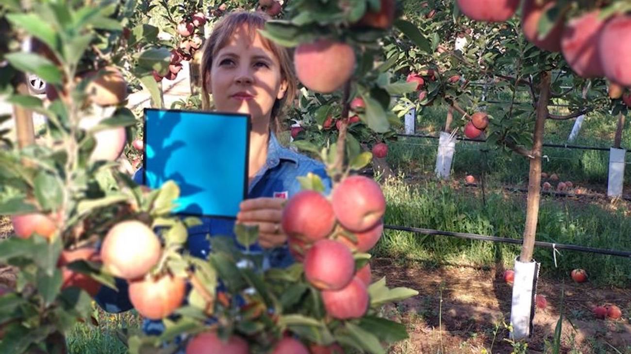 Estudian el uso de imágenes satelitales para calcular la productividad de los frutales