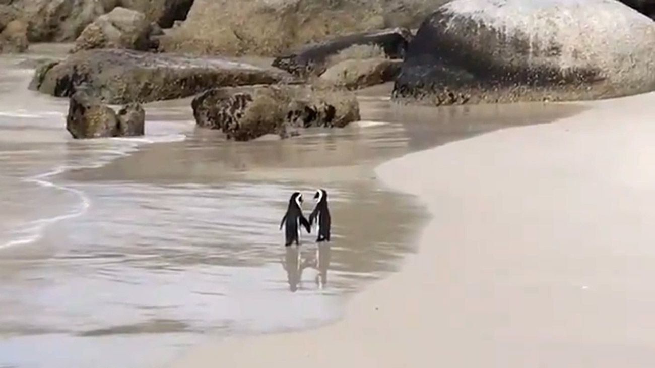 El tierno video de los pingüinos que caminan "de la mano" de la playa