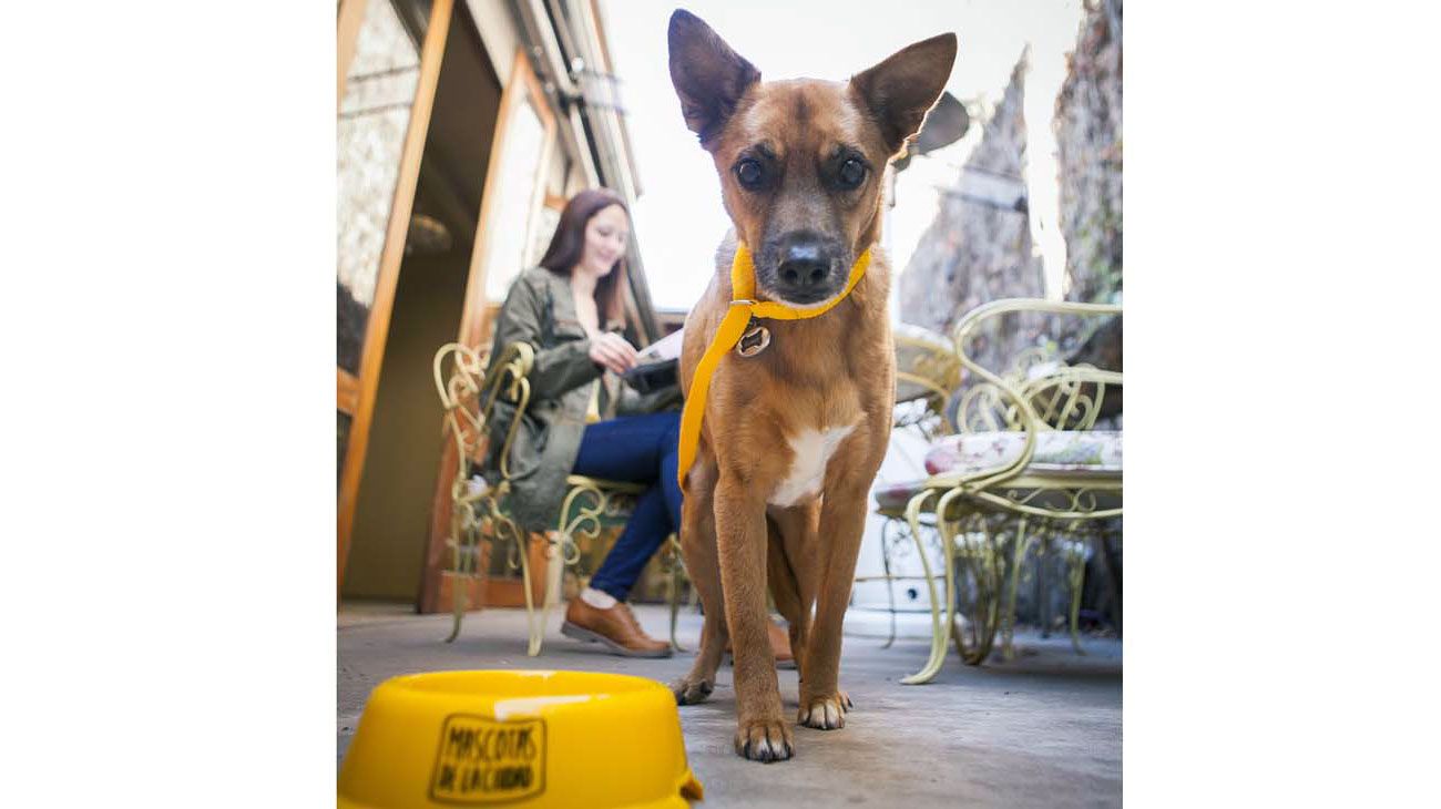 Proponen colocar microchips a las mascotas para poder identificarlas