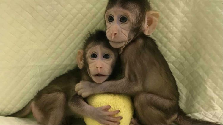 Nacieron los primeros monos clonados y ya generan polémica