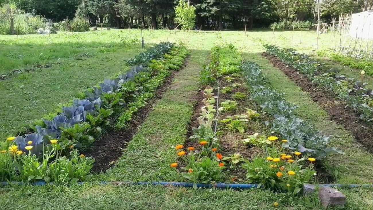 Huerta urbana: consejos para producir en otoño-invierno