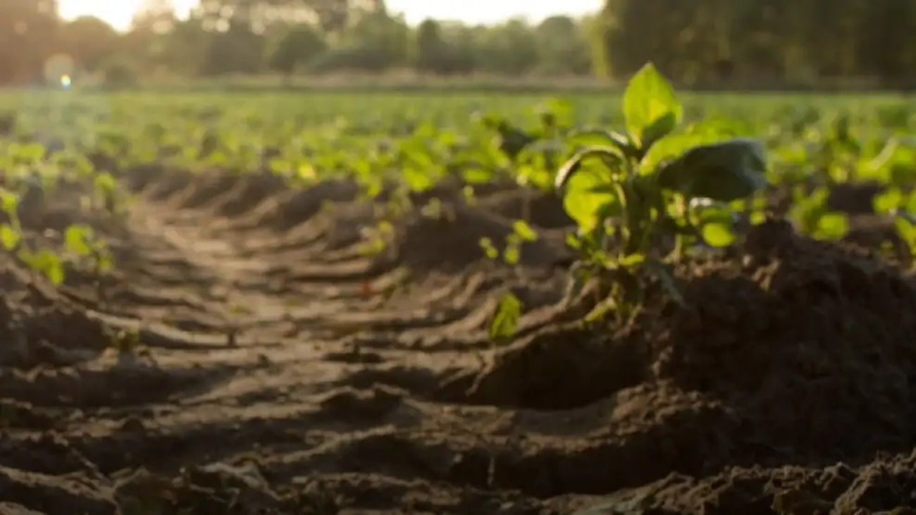 “Producimos menos alimentos porque hicimos un manejo deficitario de la nutrición”