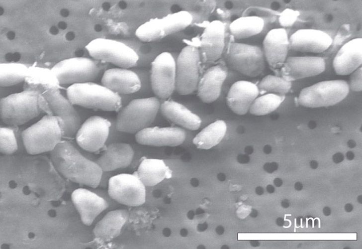 Hallan una bacteria que podría sobrevivir en otro planeta