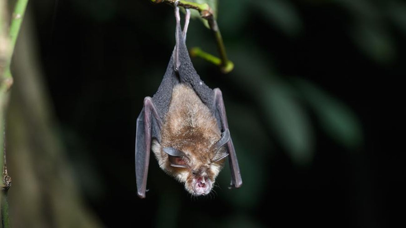 Qué se sabe sobre el nuevo coronavirus hallado en murciélagos de Tailandia