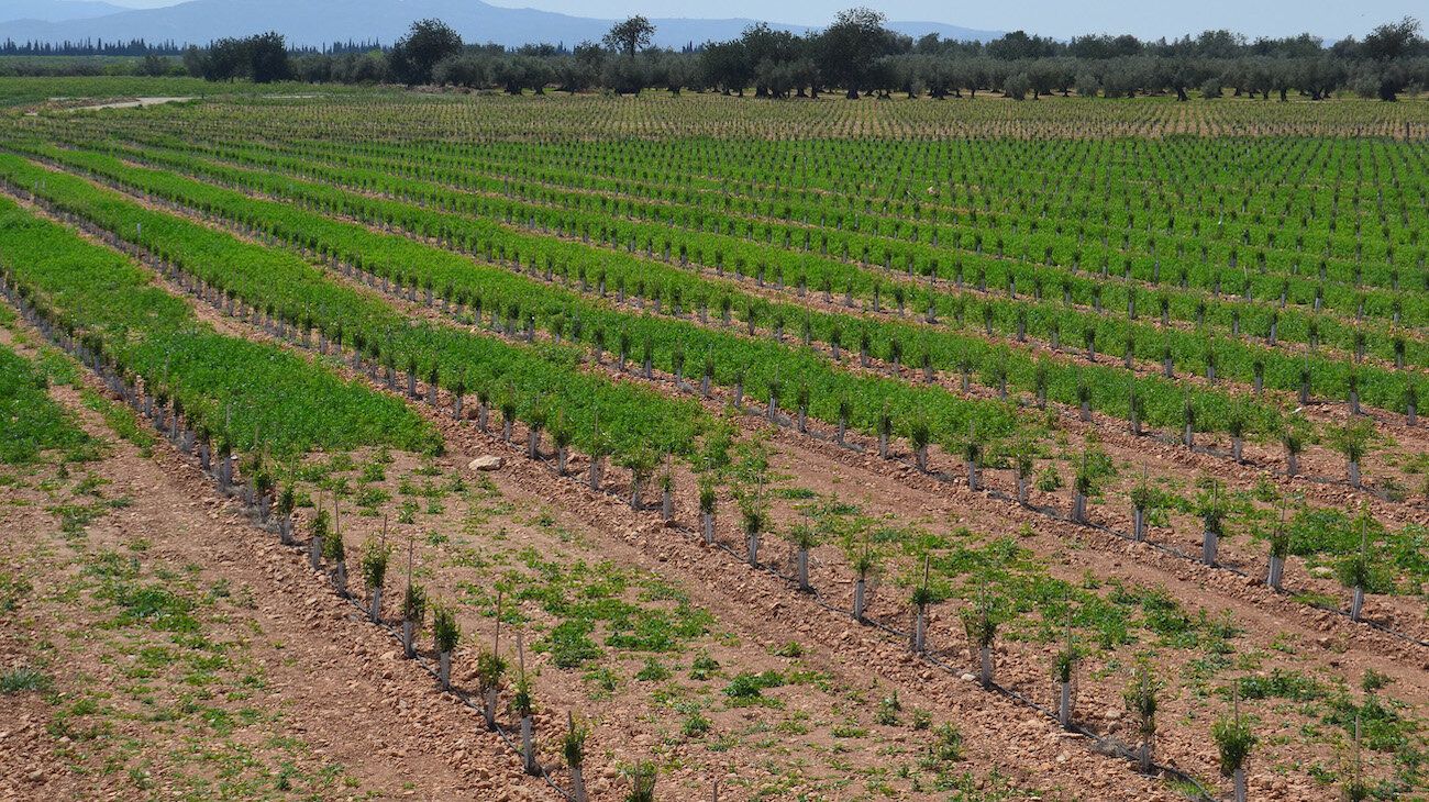 Empresa española de frutos secos anunció que se va del país