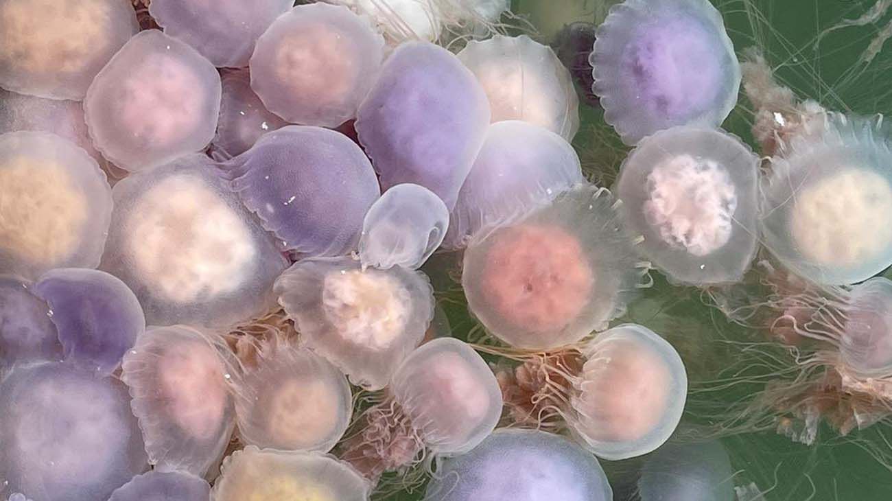 El puerto de Punta del Este se llenó de medusas