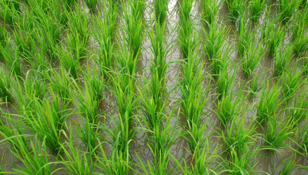Por la sequía, la producción de arroz cayó 16% en 2022
