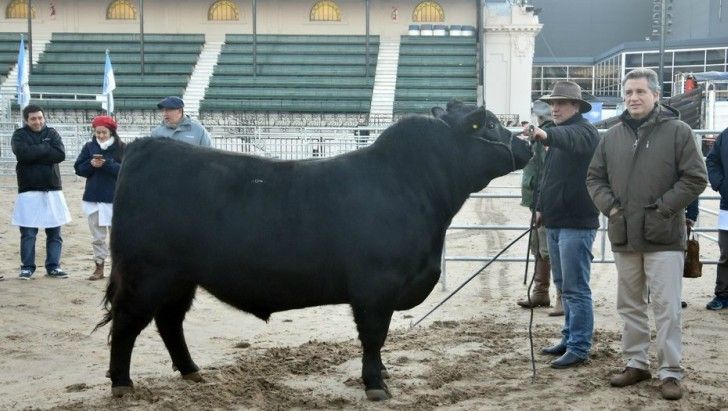 La Rural: ingresó el primer animal a la Expo de Palermo