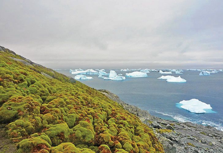 La Antártida se está volviendo verde por el cambio climático