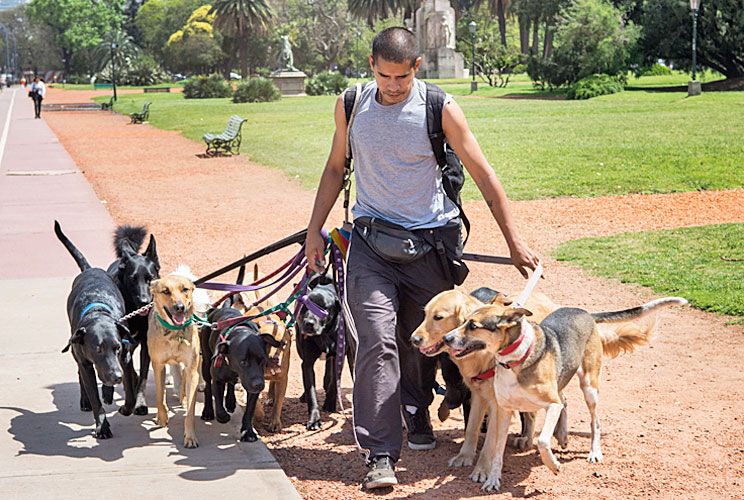Crean el primer sindicato de paseadores de perros del país