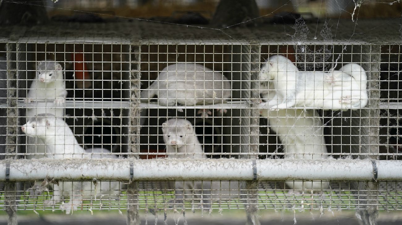 Más de cien visones con Coronavirus escaparon de sus granjas en Dinamarca