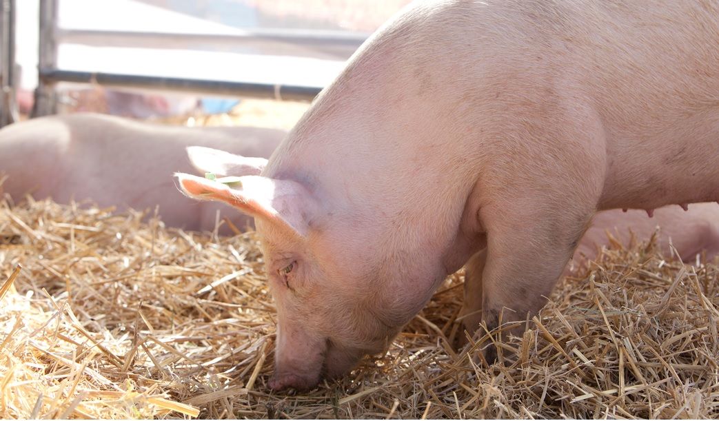 Triquinosis en Santa Fe: alerta entre los productores por brotes de la enfermedad